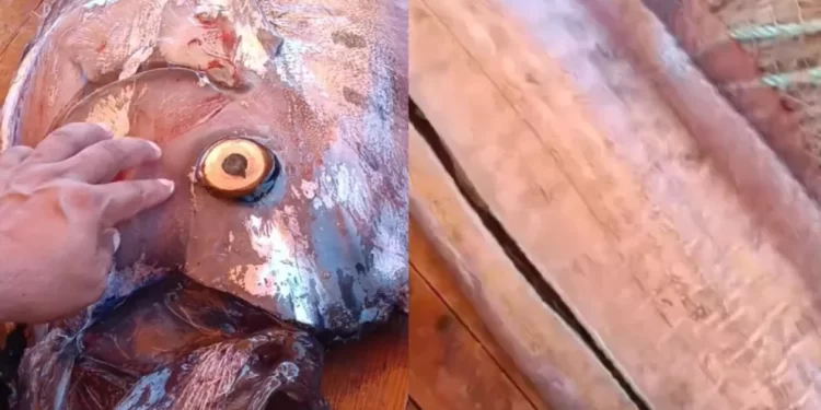 Pescadores cortan pez del fin del mundo y muestran carne similar al callo de hacha: ¿Se puede comer?