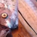 Pescadores cortan pez del fin del mundo y muestran carne similar al callo de hacha: ¿Se puede comer?