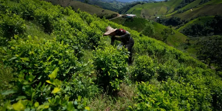 Bolivia lucha para recuperar la hoja de coca del estigma