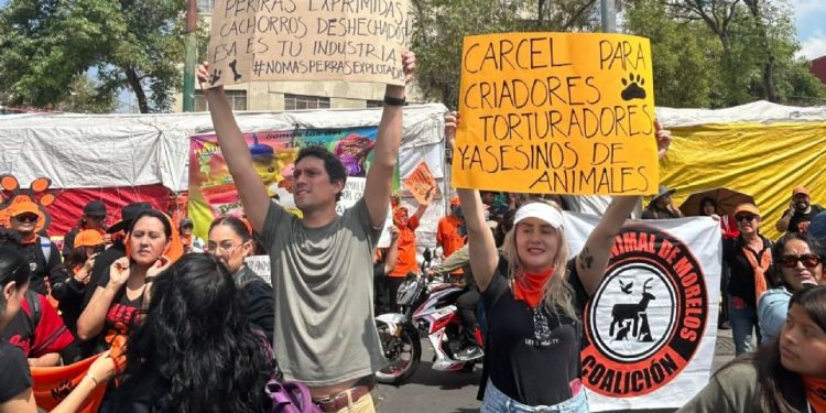 Organizaciones exigen cancelar megaproyecto Saguaro y venta de fauna en Mercado Sonora