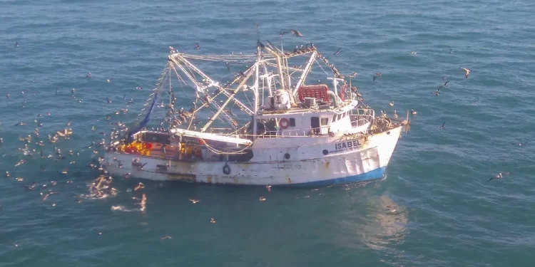 Pesca en el Golfo de California repercute hábitat de la vaquita marina: Centro para la Diversidad Biológica