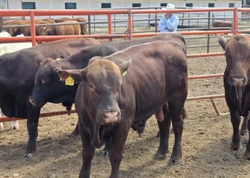Socavón Tapado con Llantas en Cananea Volvió a Reabrirse tras Paso de “Raymond” en Sonora