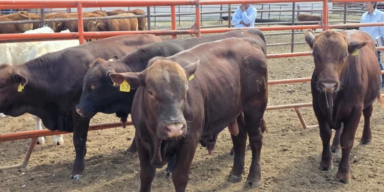 Socavón Tapado con Llantas en Cananea Volvió a Reabrirse tras Paso de “Raymond” en Sonora