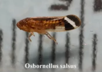 EU detecta plaga ‘nunca antes vista’ proveniente de México: esto sabemos del Osbornellus salsus