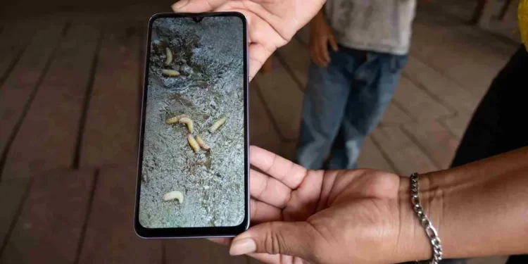 México Activará Plantas que No se Han Usado en el Mundo contra Gusano Barrenador