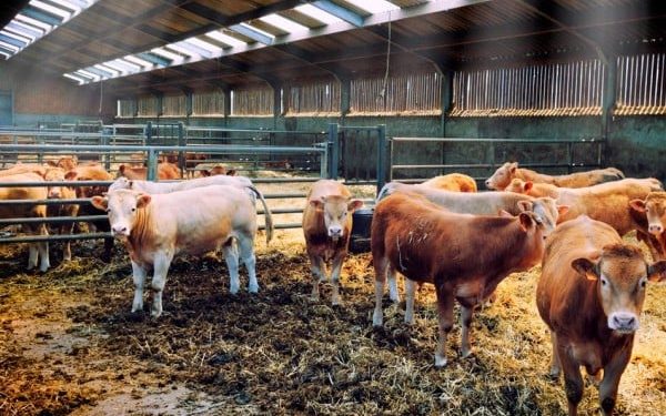 En ceros, programa ganadero federal