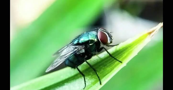 México y EU invierten 51 mdd para eliminar plaga de gusano barrenador