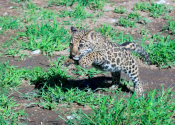Nace ‘Yazu’, una cría de jaguar mexicano que alimentará un banco genético de su especie