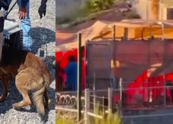 Rescatan a 30 Perritos de Centro de Adiestramiento y Hotel para Mascotas en Hermosillo