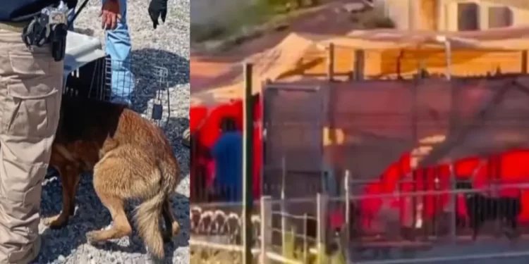 Rescatan a 30 Perritos de Centro de Adiestramiento y Hotel para Mascotas en Hermosillo