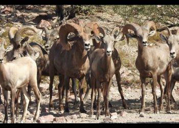 Reconocen a nivel internacional labor de conservación de Sierra El Álamo