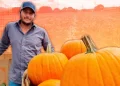 Sin calabazas no hay Halloween: Santa Cruz, el lugar donde se cultivan las más ricas y adoran en EU