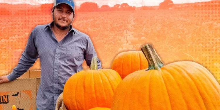 Sin calabazas no hay Halloween: Santa Cruz, el lugar donde se cultivan las más ricas y adoran en EU
