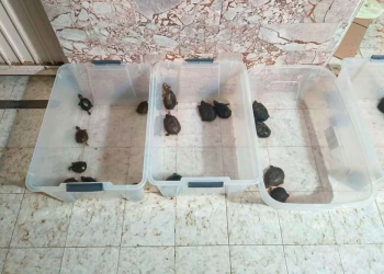 Vinculan a proceso a 3 personas por tráfico de especies protegidas; les aseguran totoaba, tortugas y aletas de tiburón