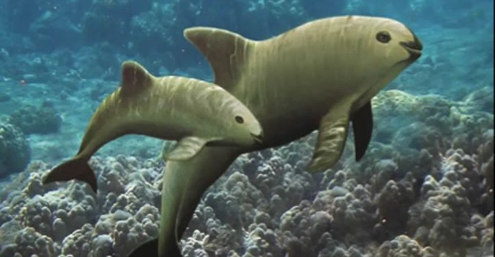 Vaquita marina necesita al menos dos décadas para llegar a 60 ejemplares