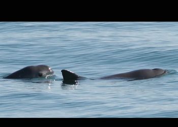 Avistan entre siete y diez vaquitas marinas en el Alto Golfo de California