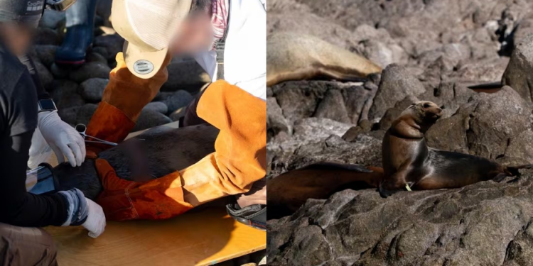 Liberan de redes de pesca a trece lobos marinos jóvenes, en Sonora; van 30 rescates en el área en lo que va de 2025