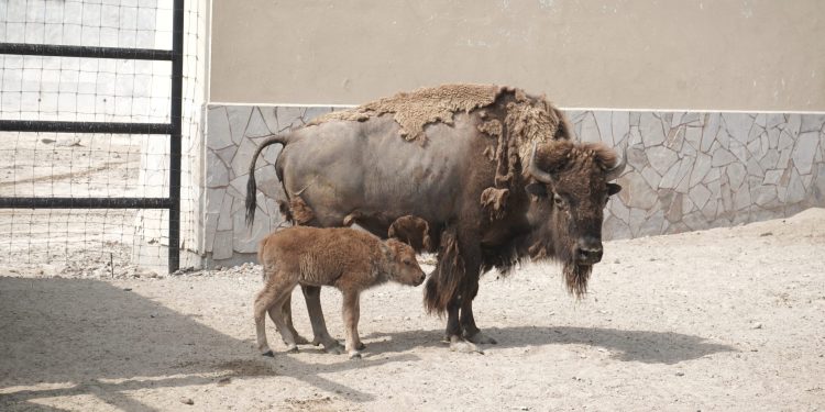 Nace una cría de bisonte americano en el Zoológico de Nuevo Laredo