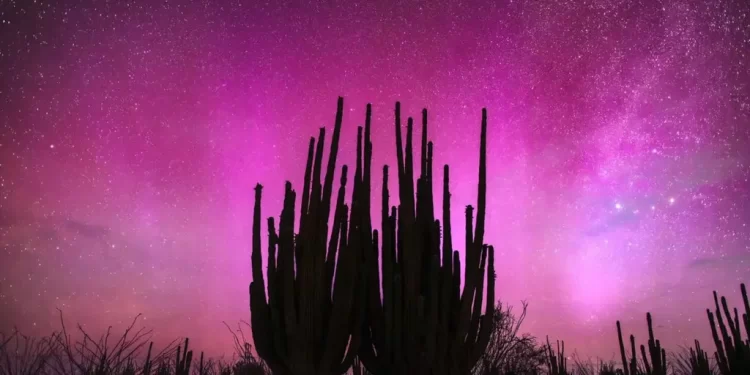 Encuentran Cuerpo de Hombre Sin Vida con Signos de Violencia y Manos Atadas en Hermosillo