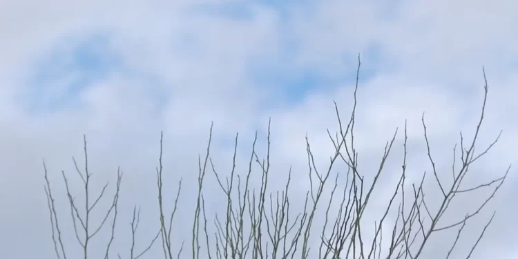 Pronostican Temperaturas de Hasta 0ºC para Sonora durante el Mes de Noviembre 2025