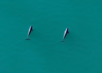 Los sonidos que simbolizan la resistencia de las vaquitas marinas