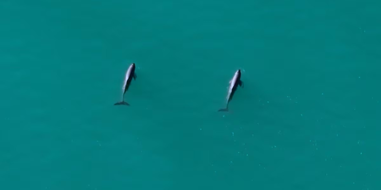 Los sonidos que simbolizan la resistencia de las vaquitas marinas