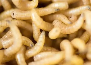 Plaga del barrenador golpea a 13 estados; Sonora libre… hasta ahora.