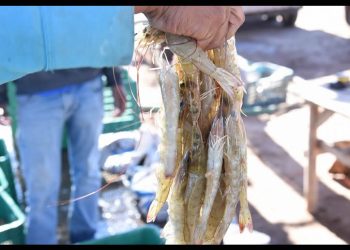 Sonora cerca de superar la cosecha de camarón en granjas acuícolas