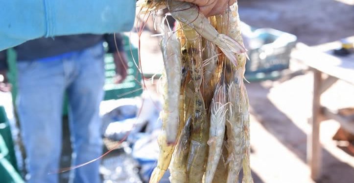 Sonora cerca de superar la cosecha de camarón en granjas acuícolas