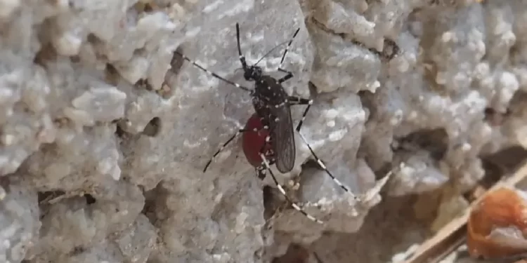 Científicos detectan nuevo ‘súper mosquito’ en Yucatán: transmite dengue, zika, chikungunya y fiebre amarilla