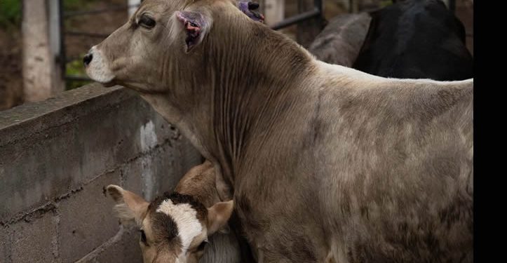 Sin fecha, la reapertura de la frontera a exportaciones de ganado