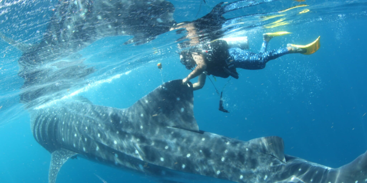 Río Lady: la tiburón ballena rastreada satelitalmente por casi cinco años revela zonas clave de protección