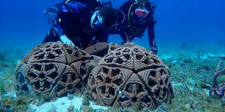 Apoyan a emprendedores enfocados a la conservación marina en el golfo de California