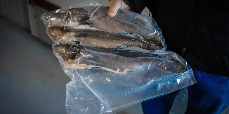 UABC solicitará en 2026 renovación de permiso para comercializar totoaba