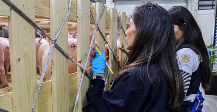 Suspenden entrada a México de cerdos importados de España por peste porcina africana