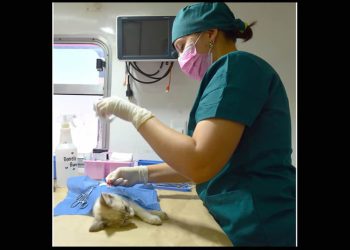 Informa Instituto de Protección y Bienestar Animal jornadas gratuitas de esterilización