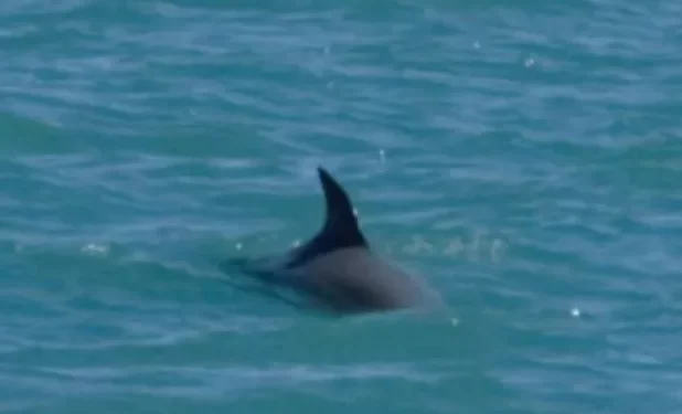 ¡Hay esperanza de salvar a la vaquita marina!; ‘Frida’ dará a luz por tercera vez