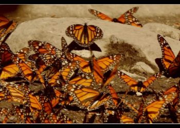 Mariposas monarcas y murciélagos magueyeros: buscan dos amenazados polinizadores en la isla más grande de México