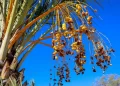 Dátil coahuilense, el fruto que da identidad a un pueblo y hoy agoniza por el cambio climático