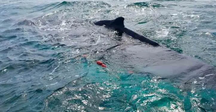 Diputados endurecen penas por tráfico de totoaba y delitos ambientales graves