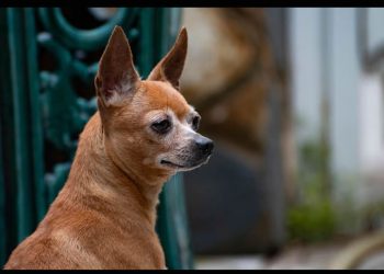 La mayoría de los perros, incluso los chihuahuas, tienen algo de lobo en su interior
