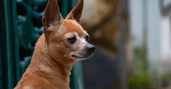 La mayoría de los perros, incluso los chihuahuas, tienen algo de lobo en su interior