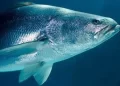 Tráfico de totoaba costó a México mil millones de pesos