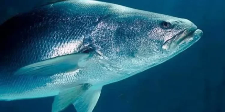 Tráfico de totoaba costó a México mil millones de pesos