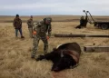 Tribus que restauraron poblaciones de bisontes sacrifican algunos por cierre de gobierno de EEUU