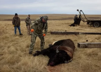 Tribus que restauraron poblaciones de bisontes sacrifican algunos por cierre de gobierno de EEUU