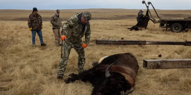 Tribus que restauraron poblaciones de bisontes sacrifican algunos por cierre de gobierno de EEUU