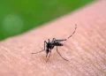 Sonora acumula mil 635 casos de dengue; Guaymas concentra más de la mitad