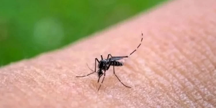 Sonora acumula mil 635 casos de dengue; Guaymas concentra más de la mitad