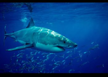Inteligencia artificial que replica el sistema inmune de los tiburones: México innova en biotecnología